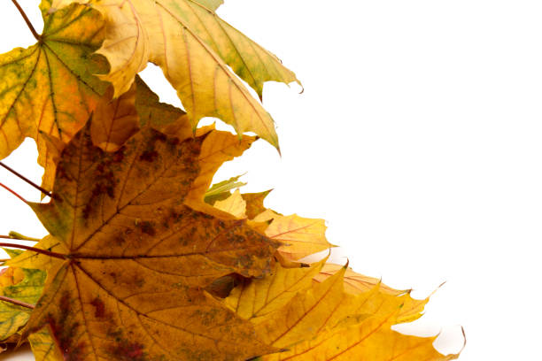 istock Autumn leaf close-up on white background. rich color background 1309754814