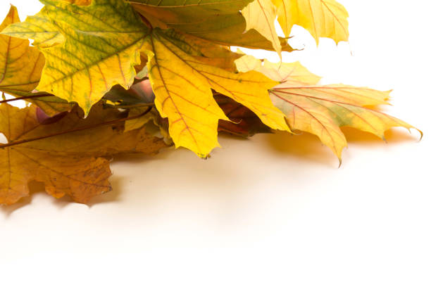 istock Autumn leaf close-up on white background. rich color background 1309754846