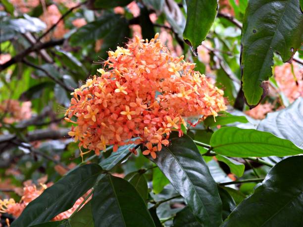 istock Golden Ashoka Tree (Saraca indica cv. Bijuga) state flower of India 1309755829