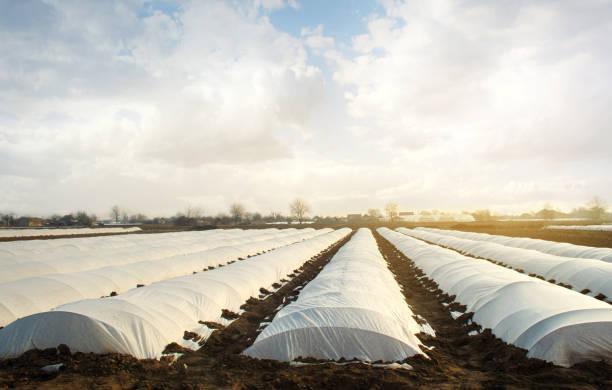 istock Agricultural fields covered with a protective coating against bad cold weather. Spunbond agrofibre. Using new methods technologies of growing and caring for crop. Early sowing campaign. Greenhouse 1309756825