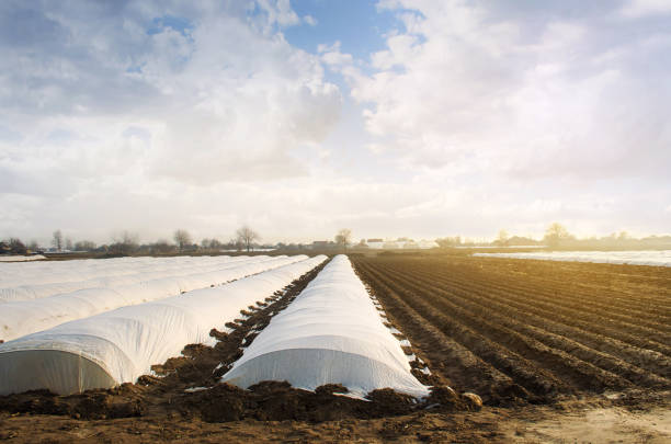 istock Agricultural fields covered with a protective coating against bad cold weather. Spunbond agrofibre. Using new methods technologies of growing and caring for crop. Early sowing campaign. Greenhouse 1309756826