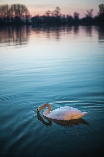 One white swan on river in spring