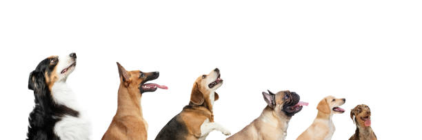 istock Cute doggies or pets looking happy isolated on white background. Studio photoshots. Creative collage of different breeds of dogs. Flyer for your ad. 1309757714