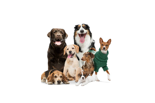 Cute doggies or pets looking happy isolated on white background. Studio photoshots. Creative collage of different breeds of dogs. Flyer for your ad. Young dogs are posing. Cute doggies or pets looking happy isolated on white background. Studio photoshots. Creative collage of different breeds of dogs. Flyer for your ad. large group of animals photos stock pictures, royalty-free photos & images
