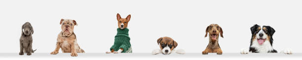 istock Cute doggies or pets looking happy isolated on white background. Studio photoshots. Creative collage of different breeds of dogs. Flyer for your ad. 1309757904