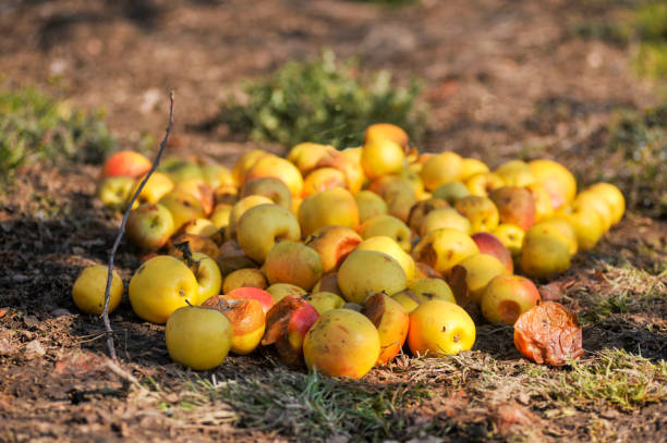 yellow rotten apples on the ground yellow rotten apples on the ground image rotting apple fruit wrinkled stock pictures, royalty-free photos & images