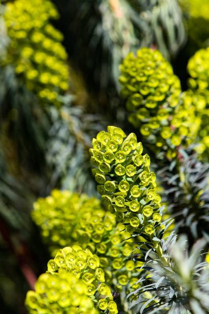 정원에서 지중해 스푸지 (유포르비아 characias) - euphorbiaceae 뉴스 사진 이미지