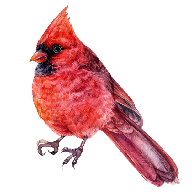 ilustraciones, imágenes clip art, dibujos animados e iconos de stock de ilustración de acuarela de pájaro cardenal rojo aislado en blanco. - isolated on white illustration and painting vector isolated