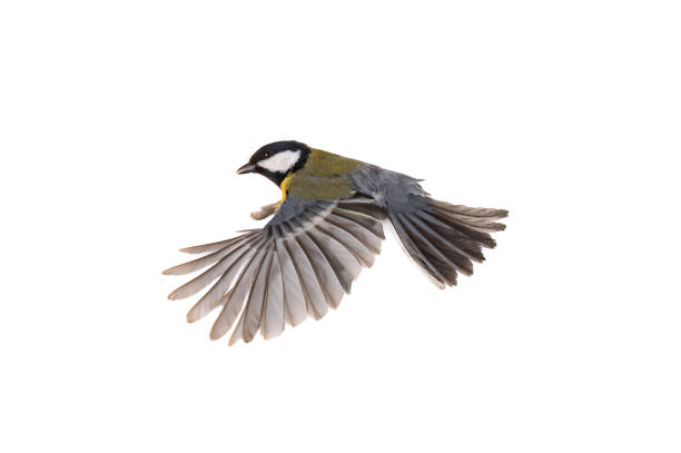 istock great tit flies with spread wings isolated on white background 1309759895
