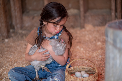 A young girl is sitting down in her barn and holding a hen in her arms. She collected a basket of fresh eggs and the basket is next to her.