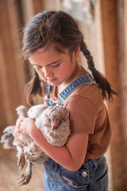 istock Young Girl Holding A Chicken In The Barn 1309760117