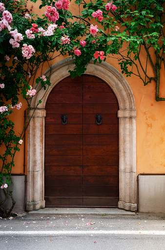 Ancient wooden ornate arch door on an orange painted wall covered by pink roses, flower and green leaves