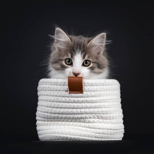 istock Siberian kitten on black background 1309760605