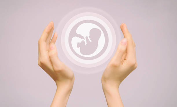 due mani femminili tengono un'icona di un embrione umano. primo piano, sfondo rosa isolato. il concetto di origine del mondo - fertilità foto e immagini stock