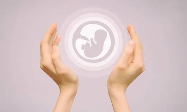 Photo of Two female hands hold an icon of a human embryo. Close-up, pink isolated background. The concept of the origin of the world