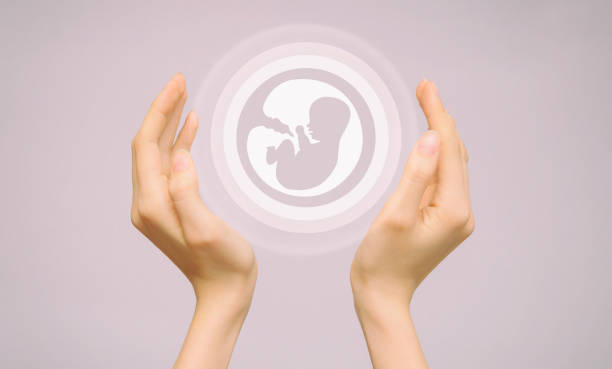 two female hands hold an icon of a human embryo. close-up, pink isolated background. the concept of the origin of the world - human fertility imagens e fotografias de stock