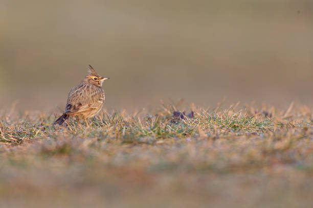 A crested lark (Galerida cristata) resting and singing in a meadow in the morning light. A warm coloured image with a bird in a meadow. galerida cristata stock pictures, royalty-free photos & images
