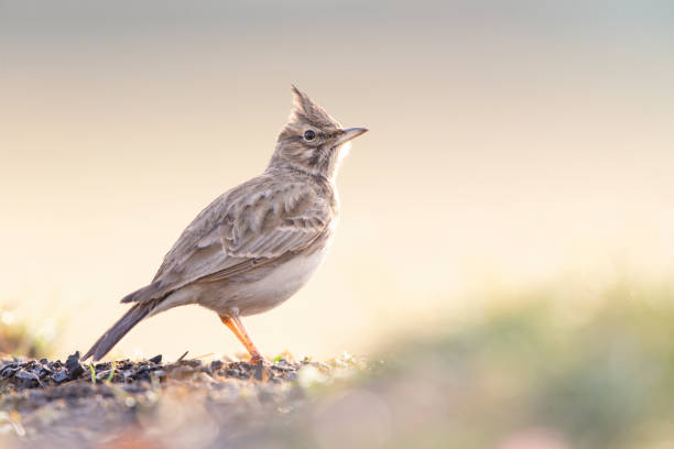 istock A crested lark (Galerida cristata) resting and singing in a meadow in the morning light. 1309761475