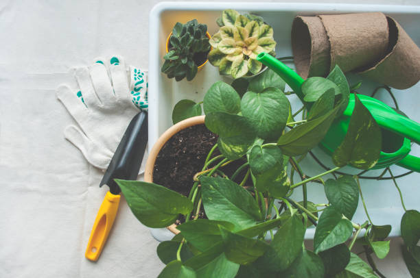 istock Home gardening. Green houseplants transplanting. Home routine. 1309761858