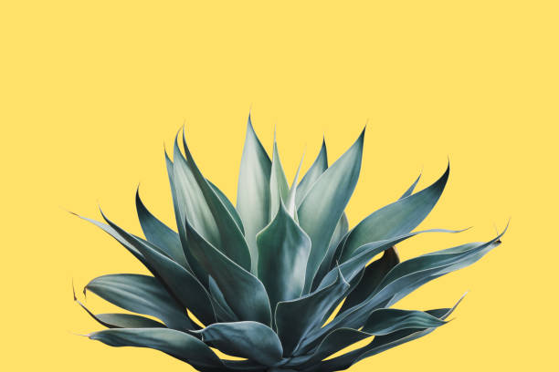 istock Fox Tail Agave Plant in Blue Tone Color on Yellow Background 1309763135