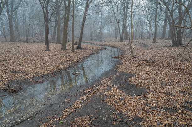 Photo of Shallow stream meandering through a forest