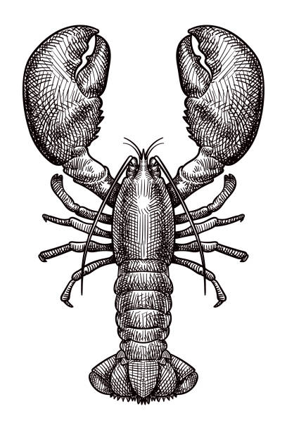ilustraciones, imágenes clip art, dibujos animados e iconos de stock de dibujo vectorial de una langosta - lobster