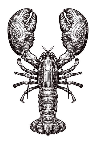 ilustrações de stock, clip art, desenhos animados e ícones de vector drawing of a lobster - lobster