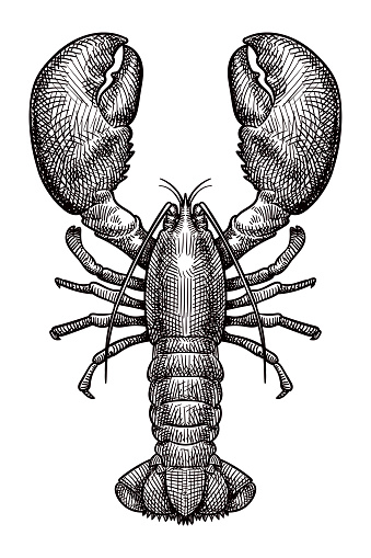 Vector drawing of a lobster