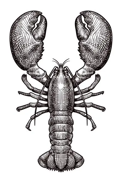 Vector illustration of Vector drawing of a lobster