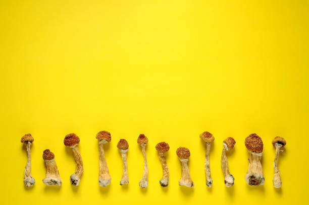 сухие псилоцибиновые грибы на ярко-желтом фоне подряд. психоделический, умопомрачительный, волшебный гриб. медицинское использование. - magic mushroom psychedelic mushroom fungus стоковые фото и изображения