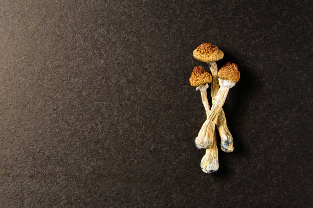 сухие псилоцибиновые грибы на черном фоне. психоделический, умопомрачительный, волшебный гриб. медицинское использование. - magic mushroom psychedelic mushroom fungus стоковые фото и изображения