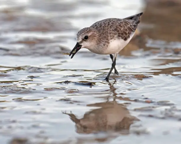 Red-necked Stint (Calidris ruficollis) in winter Thailand
