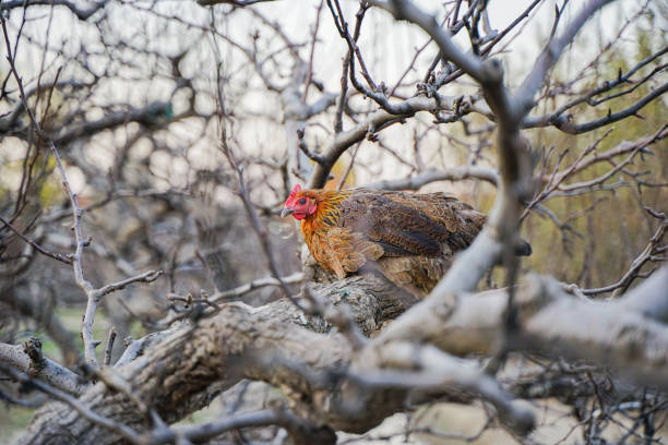 Chicken flies to the branch to rest