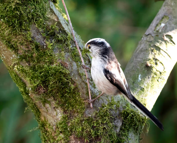 istock Long-tailed Tit (Aegithalos caudatus) perched in atree in spring in an urban garden 1309767295