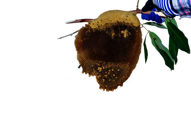 Closeup of beeswax of honeycomb