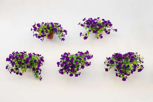 Five pots of petunias hanging on the wall. Cordova.