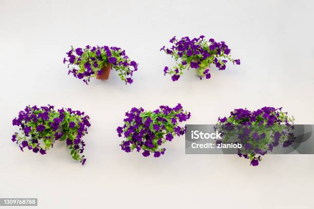 Potted Petunias Hanging On The Wall Córdoba Stock Photo - Download Image Now - Flower, Petunia, Hanging