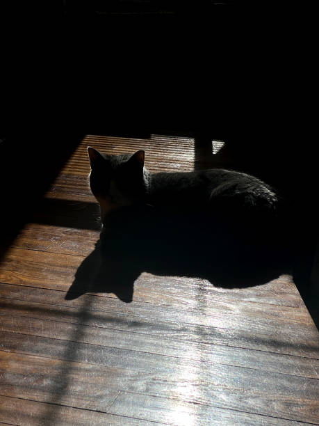istock Small Cat Silhouette on Wood Floor 1309769853