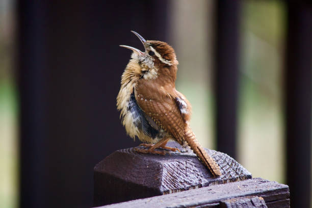 carolina wren cantando en la cubierta - wren fotografías e imágenes de stock