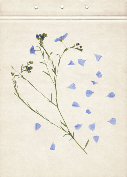 istock Pressed and dried herbs. Scanned image. Vintage herbarium background on old paper. 1309771229