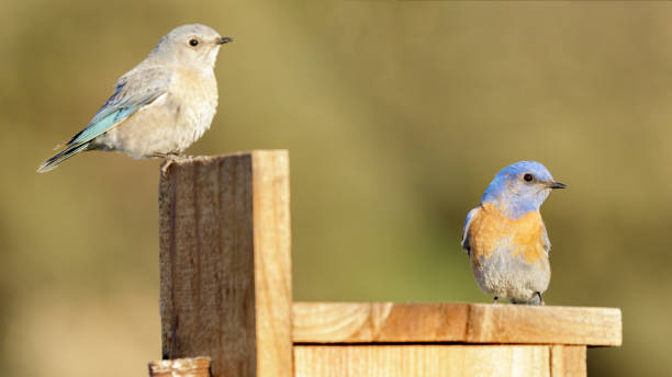 западная bluebird пара сидела за пределами гнезда в весеннее время - mountain bluebird bird bluebird blue стоковые фото и изображения