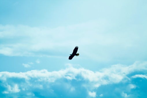 Monochrome blue color cloud typology with eagle flying mid air