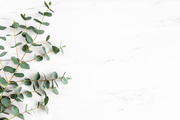 Eucalyptus leaves on marble background. Frame made of eucalyptus branches. Flat lay, top view