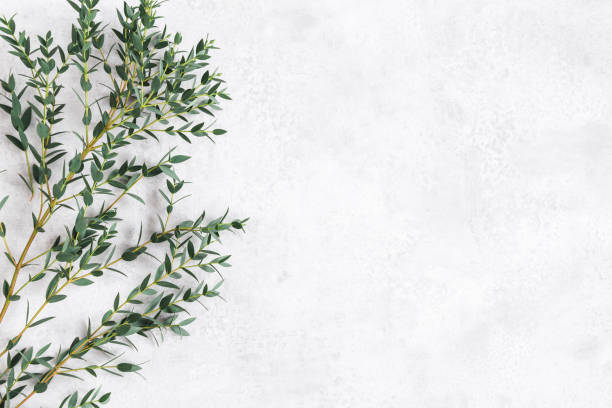 istock Eucalyptus leaves on concrete gray background. Frame made of eucalyptus branches. Flat lay, top view 1309773710