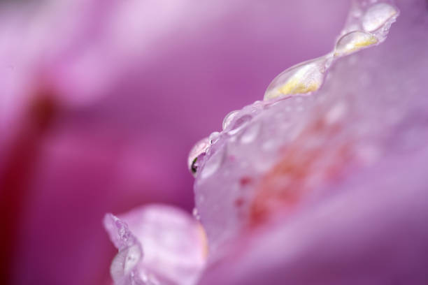 istock water drops on the flowers 1309774737