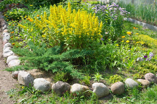 istock Flower bed with decorative flowers on the garden plot 1309774948