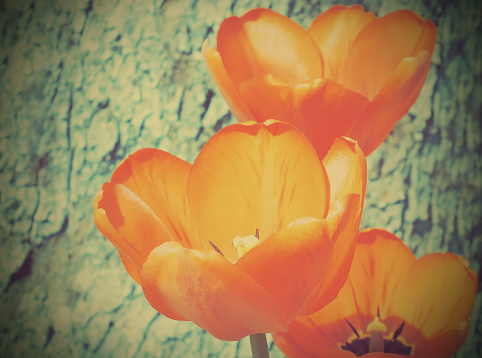 Tulip flowers. Tulips. Toned Photo