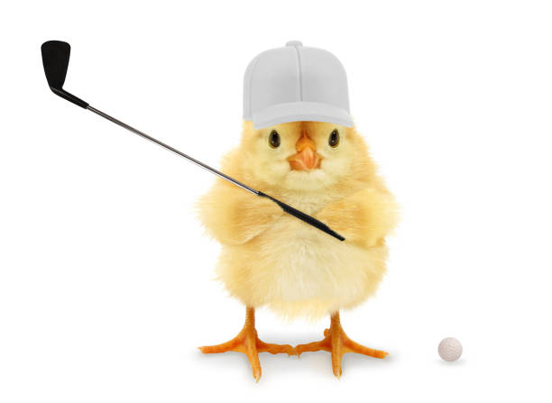 istock Cute cool chick golf player batter golfer with club, funny conceptual image 1309775120