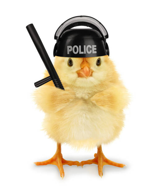 istock Cute cool chick cop policeman with police baton funny conceptual image 1309775122