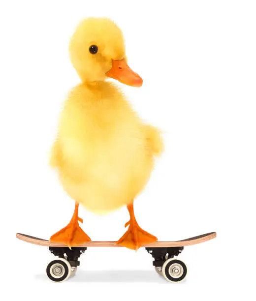 Photo of Cute cool duckling with skateboard funny conceptual image